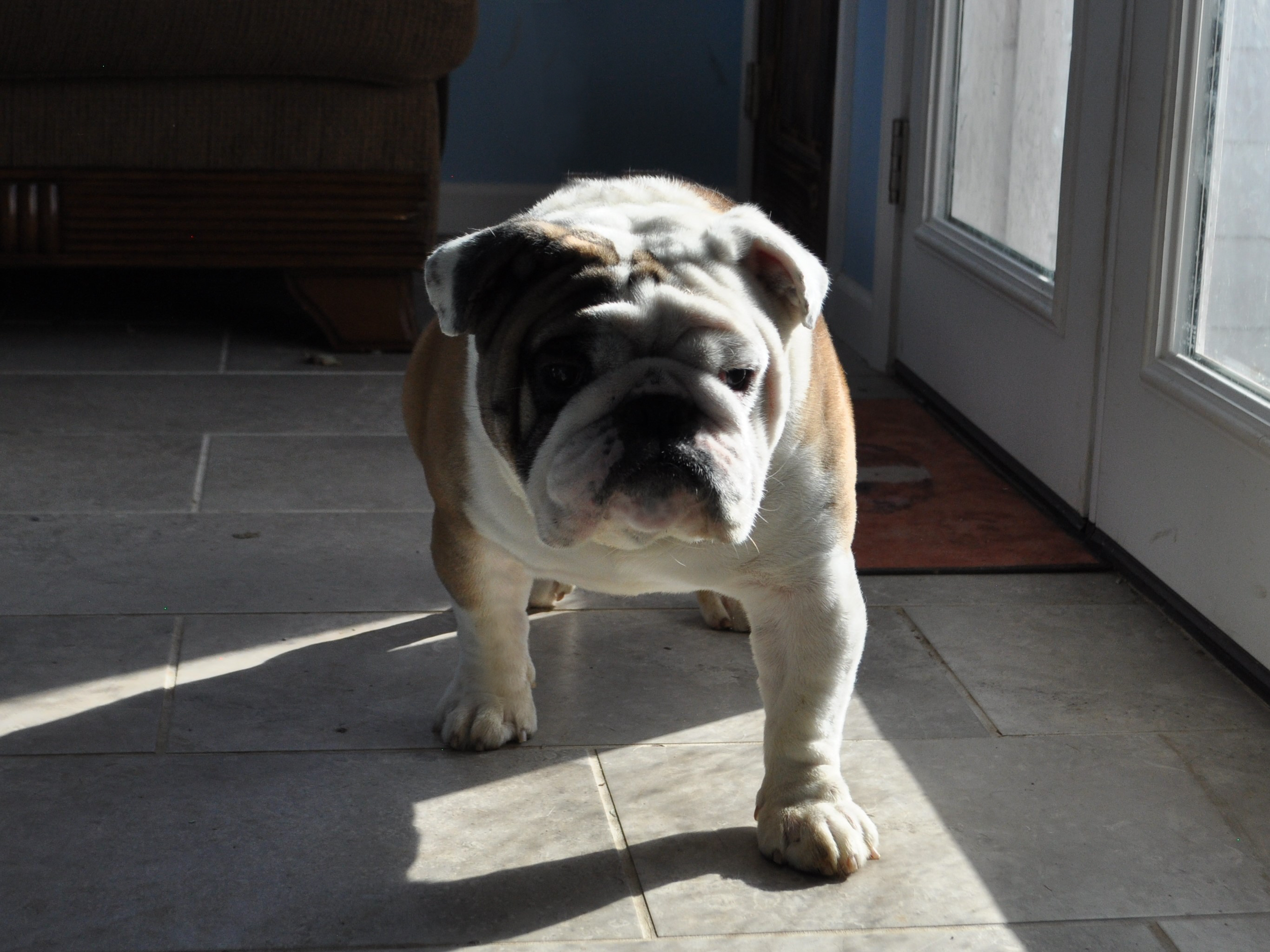 Available Adult AKC English Bulldogs For Sale and Retired Adult AKC English Bulldogs For Adoption
