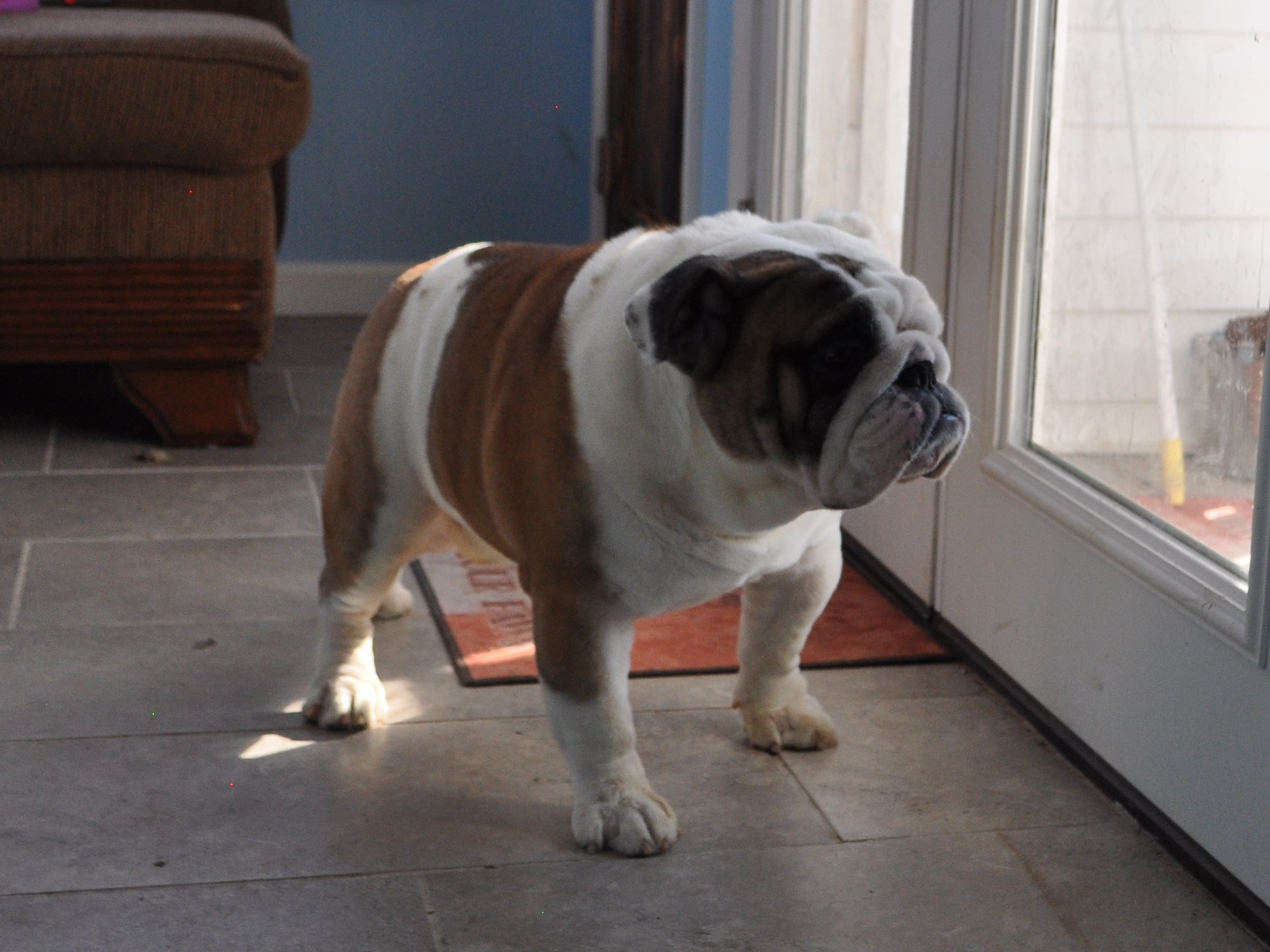Available Adult AKC English Bulldogs For Sale and Retired Adult AKC