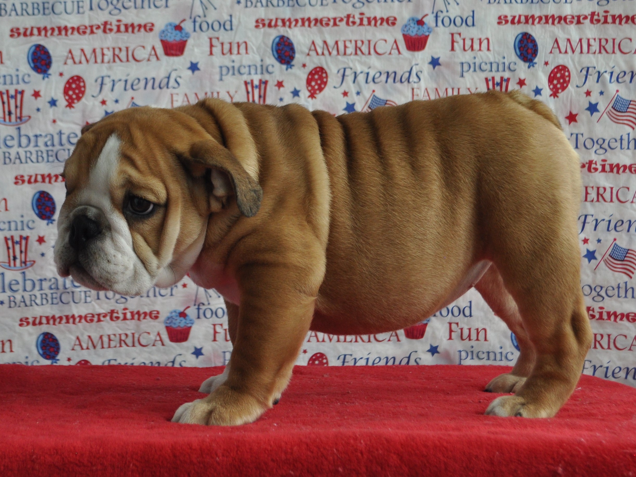 AKC English Bulldog Puppies For Sale, Champion Sired English Bulldog